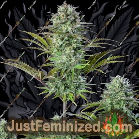 Kosher Cake by Fast Buds Cannabis Seeds For Sale at Just Feminized