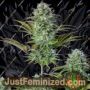 Kosher Cake by Fast Buds Cannabis Seeds For Sale at Just Feminized