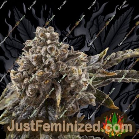 Chocolate Sherbet by Growers Choice Cannabis Seeds For Sale at Just Feminized