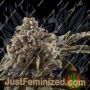 Chocolate Sherbet by Growers Choice Cannabis Seeds For Sale at Just Feminized