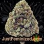 Chocolate Sherbet by Growers Choice Buds Weed Ganja Skunk Pot Reefer Dope Herb Pics Images