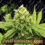 Grapefruit x Bubblegum Auto by Growers Choice Cannabis Seeds For Sale at Just Feminized
