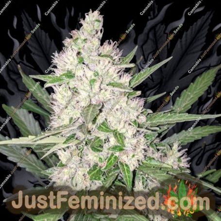 Octane Fire OG by Growers Choice Cannabis Seeds For Sale at Just Feminized
