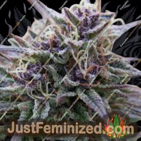 Purple Sunset Auto by Growers Choice Cannabis Seeds For Sale at Just Feminized