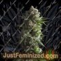 Tropicana Wedding Cake Auto by Growers Choice Cannabis Seeds For Sale at Just Feminized