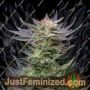 Purple Dream Auto by Kannabia Seeds Cannabis Seeds For Sale at Just Feminized