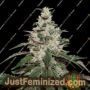 Northern Lights by Seed Stockers Cannabis Seeds For Sale at Just Feminized