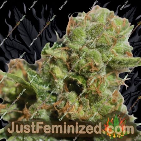 Bruce Lemon Diesel Auto by Super Sativa Seed Club Cannabis Seeds For Sale at Just Feminized