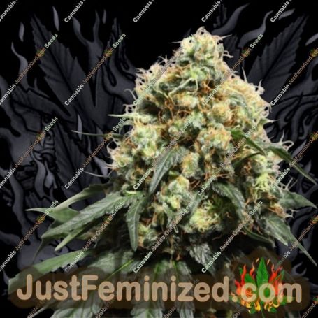 Bruce Lemon Diesel by Super Sativa Seed Club Cannabis Seeds For Sale at Just Feminized