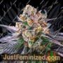 Red Strawberry Banana Auto by Sweet Seeds Cannabis Seeds For Sale at Just Feminized