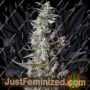 Sweet Cherry Pie by Sweet Seeds Cannabis Seeds For Sale at Just Feminized