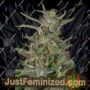 Tangie by Big Head Seeds Cannabis Seeds For Sale at Just Feminized