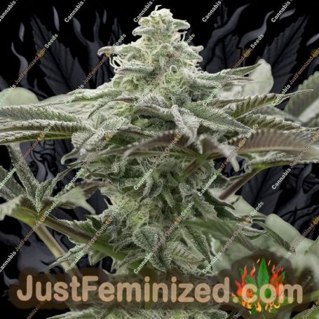 Lemon Citron by Geist Grow Seeds Cannabis Seeds For Sale at Just Feminized