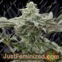 Lemon Citron by Geist Grow Seeds Cannabis Seeds For Sale at Just Feminized