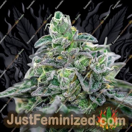 31 Ghosts by Geist Grow Seeds Cannabis Seeds For Sale at Just Feminized