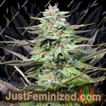 THC Pro by Big Head Seeds Cannabis Seeds For Sale at Just Feminized