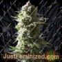 Mother Ape Shit Auto by Yieldmonger Seeds Cannabis Seeds For Sale at Just Feminized