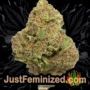 Turbo Zkittles by Yieldmonger Seeds Buds Weed Ganja Skunk Pot Reefer Dope Herb Pics Images