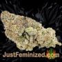 Turbo Zkittles by Yieldmonger Seeds Buds Weed Ganja Skunk Pot Reefer Dope Herb Pics Images