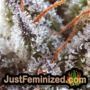 Turbo Zkittles by Yieldmonger Seeds THC CBD Close Up Trichomes Potency Yield Indica Sativa Strain Pic Images