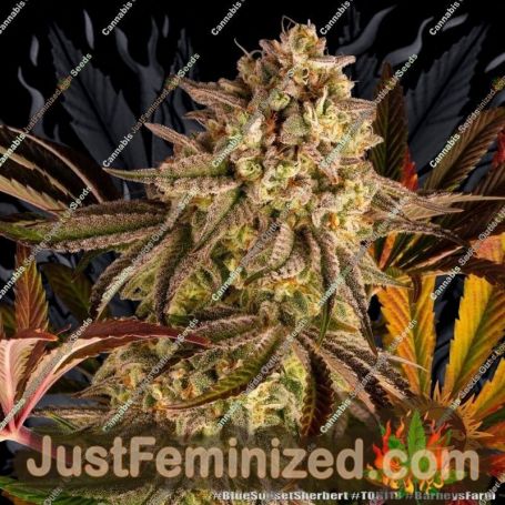 Blue Sunset Sherbet by Barneys Farm Cannabis Seeds For Sale at Just Feminized