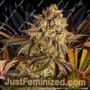 Blue Sunset Sherbet by Barneys Farm Cannabis Seeds For Sale at Just Feminized