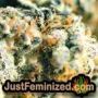 Blue Sunset Sherbet by Barneys Farm THC CBD Close Up Trichomes Potency Yield Indica Sativa Strain Pic Images