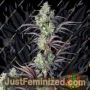 Mimosa Cake by Fast Buds Cannabis Seeds For Sale at Just Feminized