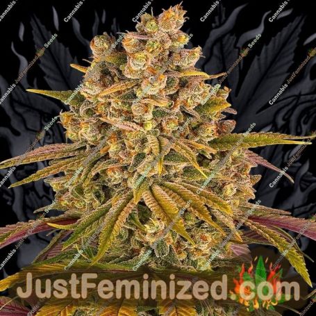 Lemon Tree by Barneys Farm Cannabis Seeds For Sale at Just Feminized