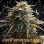 Trippy Gorilla by Big Head Seeds Cannabis Seeds For Sale at Just Feminized