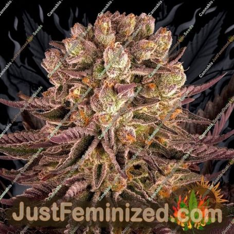 Mimosa Orange Punch by Barneys Farm Cannabis Seeds For Sale at Just Feminized