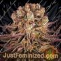 Mimosa Orange Punch by Barneys Farm Cannabis Seeds For Sale at Just Feminized
