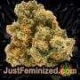 Mimosa Orange Punch by Barneys Farm Buds Weed Ganja Skunk Pot Reefer Dope Herb Pics Images