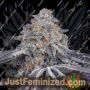 Velvet Moon by Greenhouse Seeds Cannabis Seeds For Sale at Just Feminized