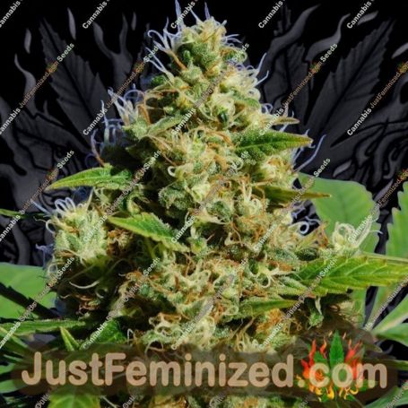 Banana Sherbet by Original Sensible Cannabis Seeds For Sale at Just Feminized
