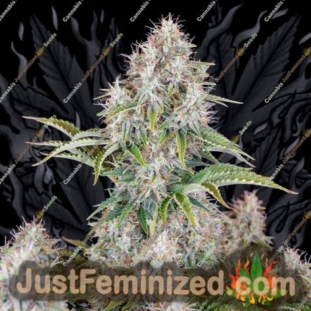 Cinderella 99 Auto by Fast Buds Cannabis Seeds For Sale at Just Feminized