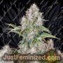 Cinderella 99 Auto by Fast Buds Cannabis Seeds For Sale at Just Feminized