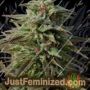 Trippy Gorilla Auto by Big Head Seeds Cannabis Seeds For Sale at Just Feminized