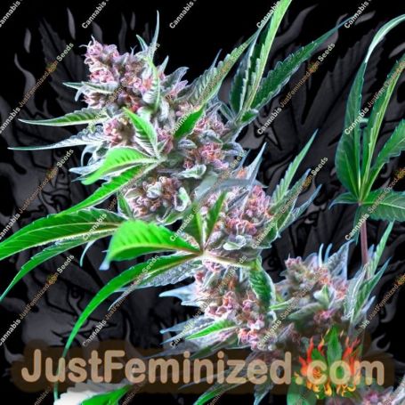 Purple Berry Punch by BSB Genetics Cannabis Seeds For Sale at Just Feminized