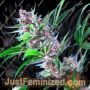 Purple Berry Punch by BSB Genetics Cannabis Seeds For Sale at Just Feminized