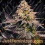 Five Alive by BSB Genetics Cannabis Seeds For Sale at Just Feminized