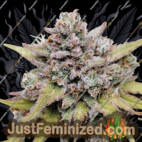 Amnesia Haze Auto by Barneys Farm Cannabis Seeds For Sale at Just Feminized