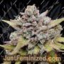 Amnesia Haze Auto by Barneys Farm Cannabis Seeds For Sale at Just Feminized