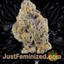 Amnesia Haze Auto by Barneys Farm Buds Weed Ganja Skunk Pot Reefer Dope Herb Pics Images