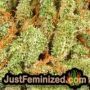Amnesia Haze Auto by Barneys Farm THC CBD Close Up Trichomes Potency Yield Indica Sativa Strain Pic Images