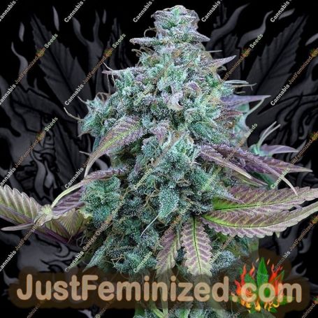 Strawberry Banana Cheesecake Auto by Barneys Cannabis Seeds For Sale at Just Feminized