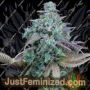 Strawberry Banana Cheesecake Auto by Barneys Cannabis Seeds For Sale at Just Feminized