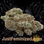 Strawberry Banana Cheesecake Auto by Barneys Buds Weed Ganja Skunk Pot Reefer Dope Herb Pics Images