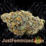 Strawberry Banana Cheesecake Auto by Barneys Buds Weed Ganja Skunk Pot Reefer Dope Herb Pics Images