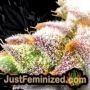 Strawberry Banana Cheesecake Auto by Barneys THC CBD Close Up Trichomes Potency Yield Indica Sativa Strain Pic Images